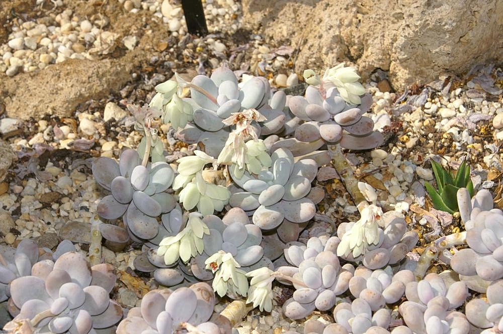 Sugaralmond plant, moonstone: Location taken: the New York Botanical Garden. Names: Pachyphytum oviferum J.A.Purpus, Moon Stones, Moonstone Classification: Plantae > Magnoliophyta > Magnolio