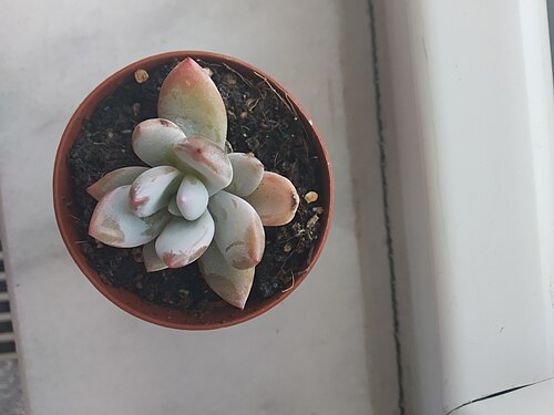 Sugaralmond plant, moonstone: Pachyphytum oviferum 1 - 09.03.2020