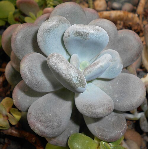 Sugaralmond plant, moonstone: Pachyphytum oviferum , Ogród Botaniczny UMCS, Lublin, Polska.