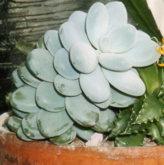 Sugaralmond plant, moonstone: Pachyphytum oviferum