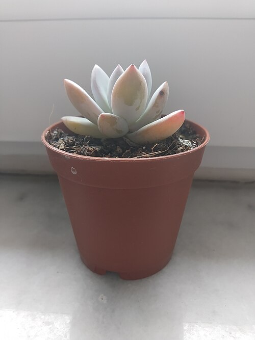 Sugaralmond plant, moonstone: Pachyphytum oviferum 1 - 18.03.2020