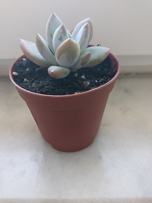 Sugaralmond plant, moonstone: Pachyphytum oviferum