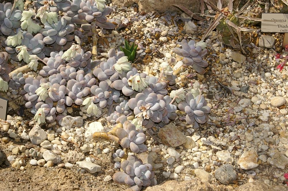 Sugaralmond plant, moonstone: Location taken: the New York Botanical Garden. Names: Pachyphytum oviferum J.A.Purpus, Moon Stones, Moonstone Classification: Plantae > Magnoliophyta > Magnolio