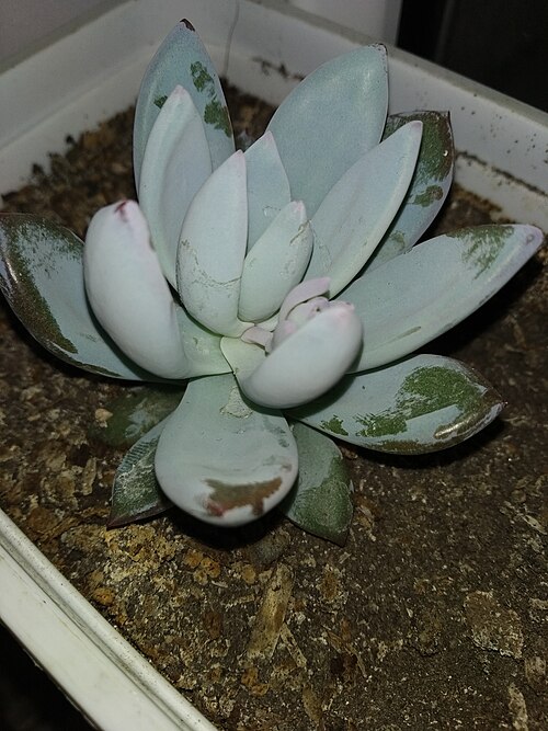 Sugaralmond plant, moonstone: Pachyphytum oviferum 1 - 19.07.2020