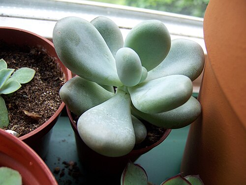 Sugaralmond plant, moonstone: Pachyphytum oviferum