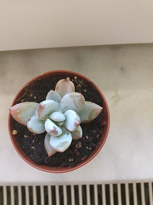 Sugaralmond plant, moonstone: Pachyphytum oviferum 1 - 06.03.2020