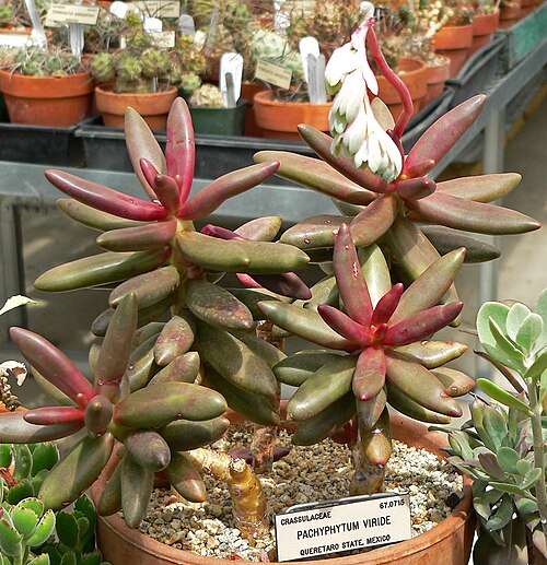 Pachyphytum viride: Pachyphytum viride at the University of California Botanical Garden , Berkeley, California