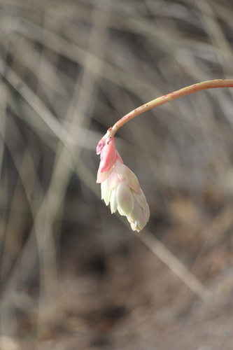 Pachyphytum viride (Pachyphytum viride)