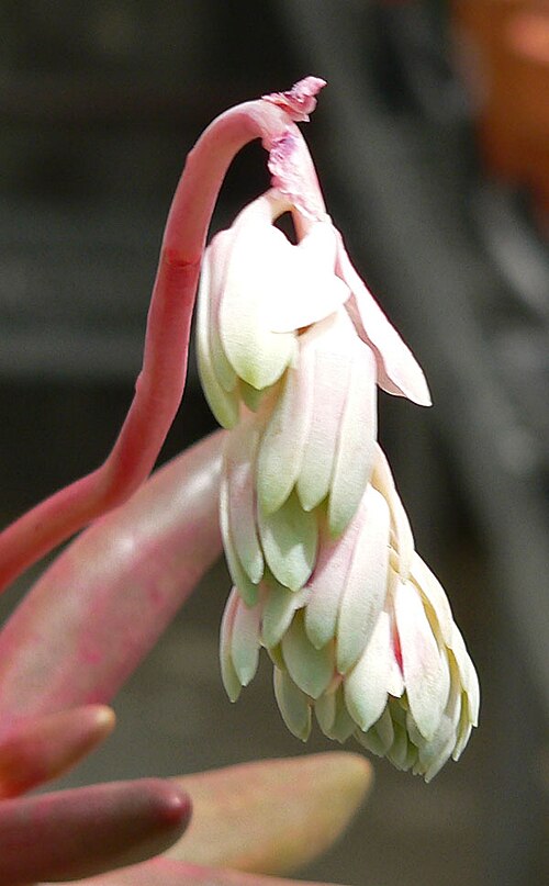 Pachyphytum viride: Pachyphytum viride at the University of California Botanical Garden , Berkeley, California