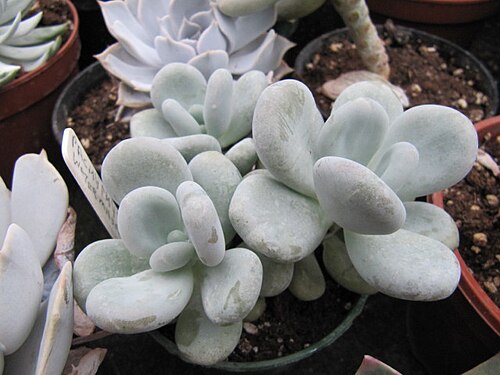 Pachyphytum werdermannii: Pachyphytum werdermannii