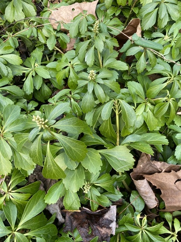 Japanese pachysandra (Pachysandra terminalis)