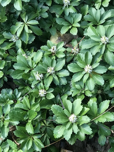 Japanese pachysandra (Pachysandra terminalis)