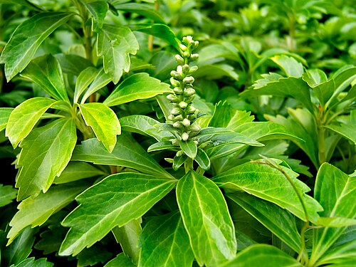 Japanese pachysandra: Japanese spurge