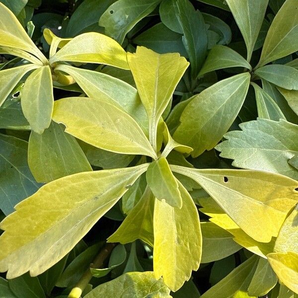 Japanese pachysandra (Pachysandra terminalis)