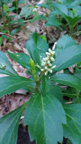 Japanese pachysandra (Pachysandra terminalis)