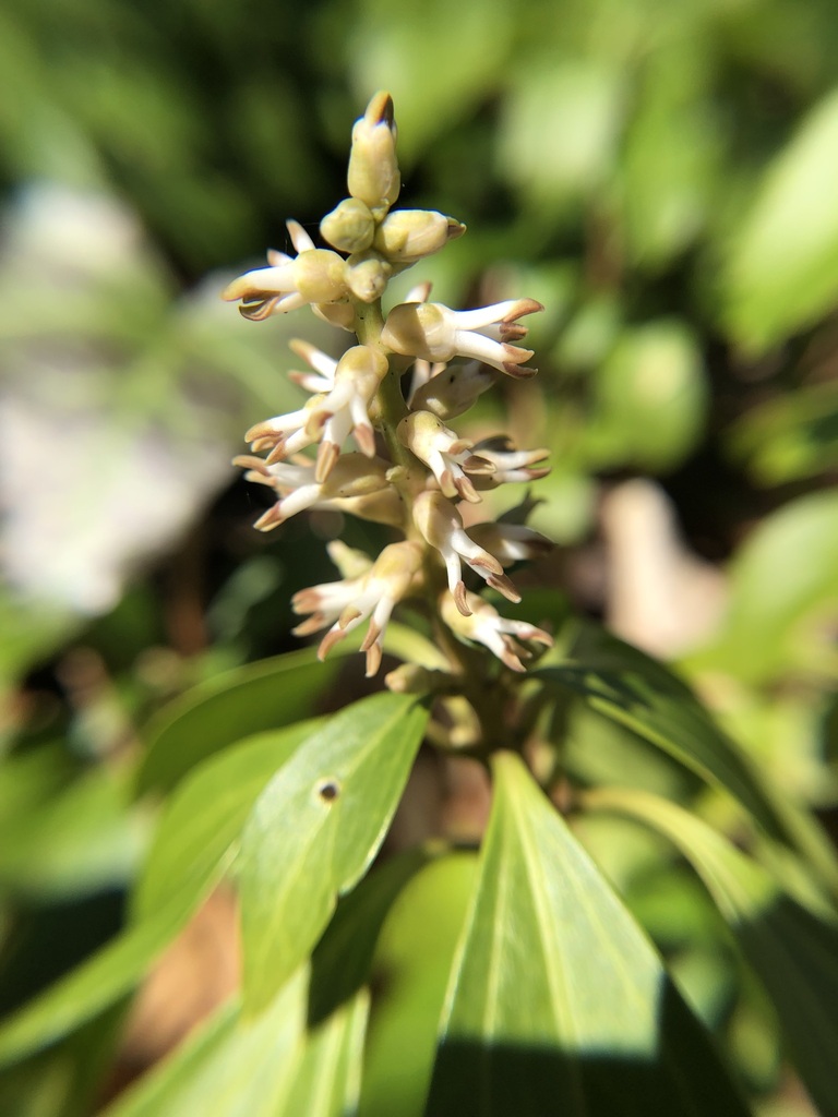 Japanese pachysandra (Pachysandra terminalis)
