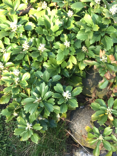 Japanese pachysandra (Pachysandra terminalis)