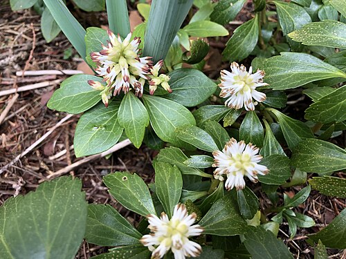 Japanese pachysandra: Pachysandra flowers along Tranquility Court in the Franklin Farm section of Oak Hill, Fairfax County, Virginia