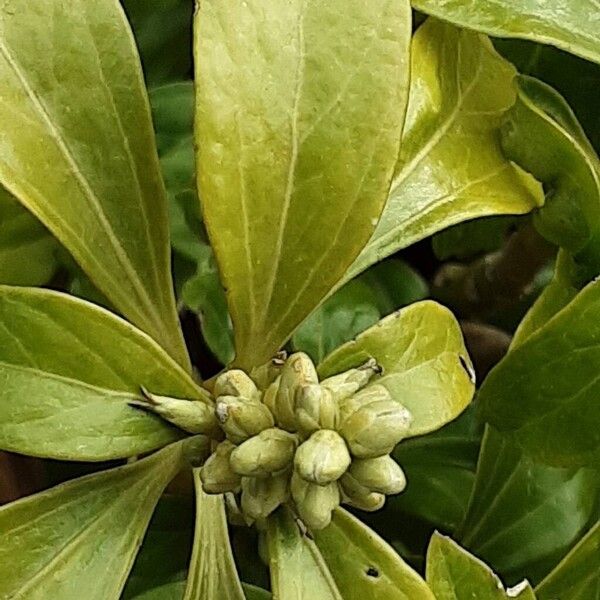 Japanese pachysandra (Pachysandra terminalis)