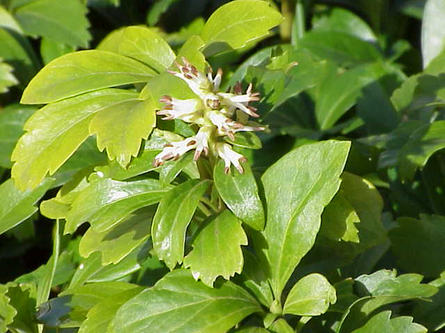 Japanese pachysandra: Species : Pachysandra terminalis Family : Buxaceae Image No. 1