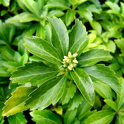 Japanese pachysandra: Japanese spurge