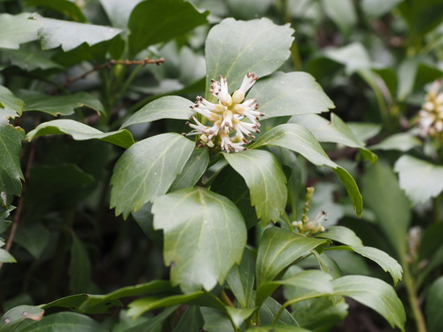 Japanese pachysandra (Pachysandra terminalis)