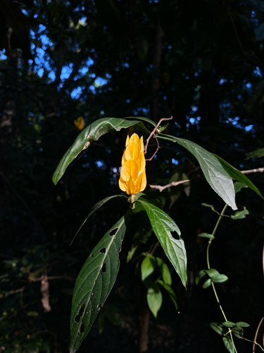Lollipop-plant (Pachystachys lutea)