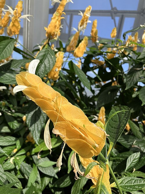 Lollipop-plant: Flowers of the Lollipop Plant (Pachystachys lutea) at the Niagara Parks Butterfly Conservatory