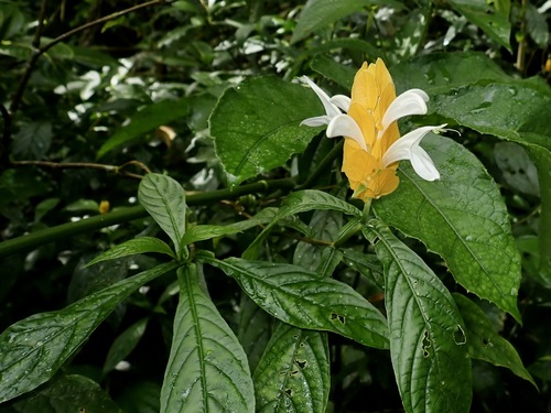 Lollipop-plant (Pachystachys lutea)