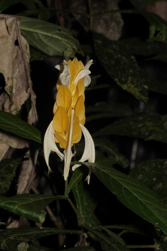 Lollipop-plant (Pachystachys lutea)