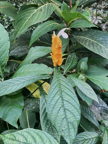 Lollipop-plant (Pachystachys lutea)