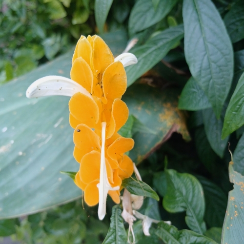 Lollipop-plant