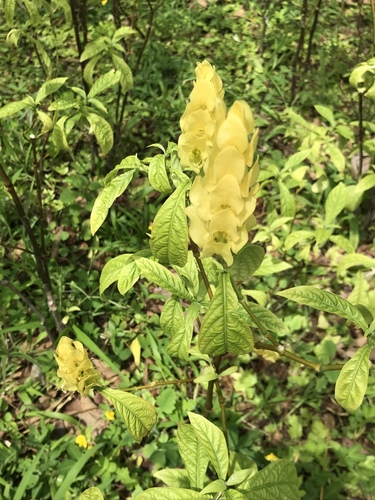 Lollipop-plant (Pachystachys lutea)