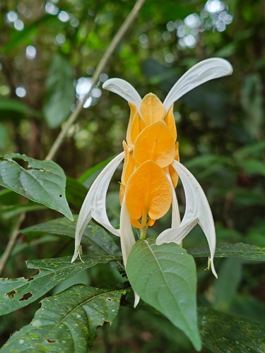 Lollipop-plant (Pachystachys lutea)