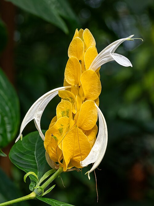 Lollipop-plant: Golden shrimp plant