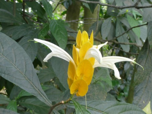 Lollipop-plant (Pachystachys lutea)