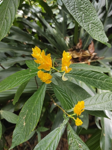 Lollipop-plant (Pachystachys lutea)