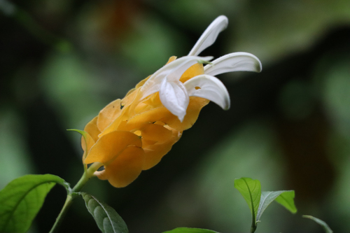 Lollipop-plant (Pachystachys lutea)