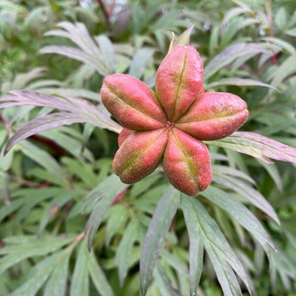 Paeonia anomala (Paeonia anomala)