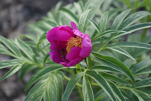 Paeonia anomala: Unidentified Paeonia in Botanical garden, Minsk