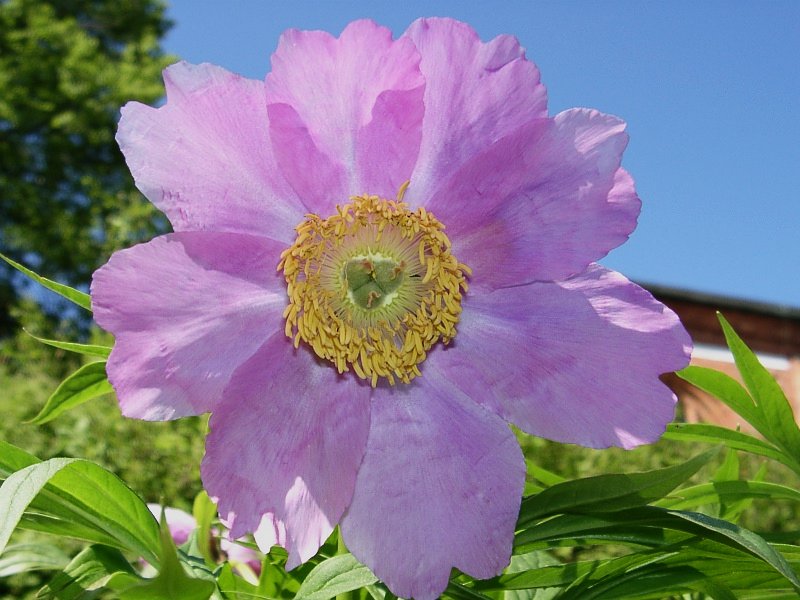 Paeonia anomala: Paeonia anomala