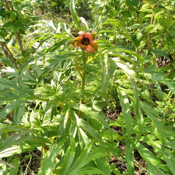 Paeonia anomala (Paeonia anomala)