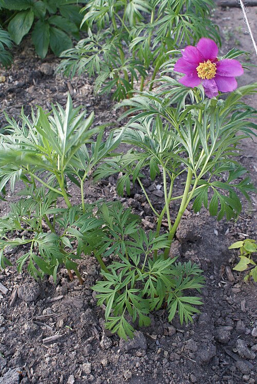 Paeonia anomala: Unidentified Paeonia in Botanical garden, Minsk