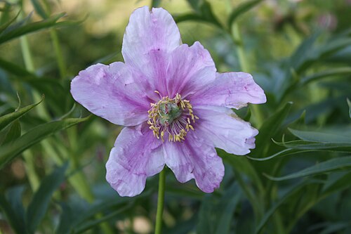 Paeonia anomala: Paeonia anomala is flowering in the Outdoor Garden of Gardenia-Helsinki in Finland.