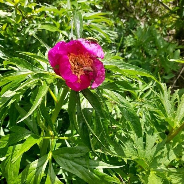 Paeonia anomala (Paeonia anomala)