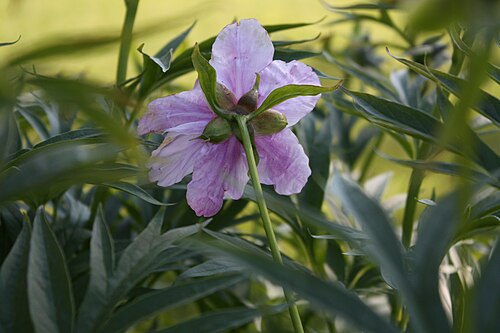 Paeonia anomala: Paeonia anomala is flowering in the Outdoor Garden of Gardenia-Helsinki in Finland.
