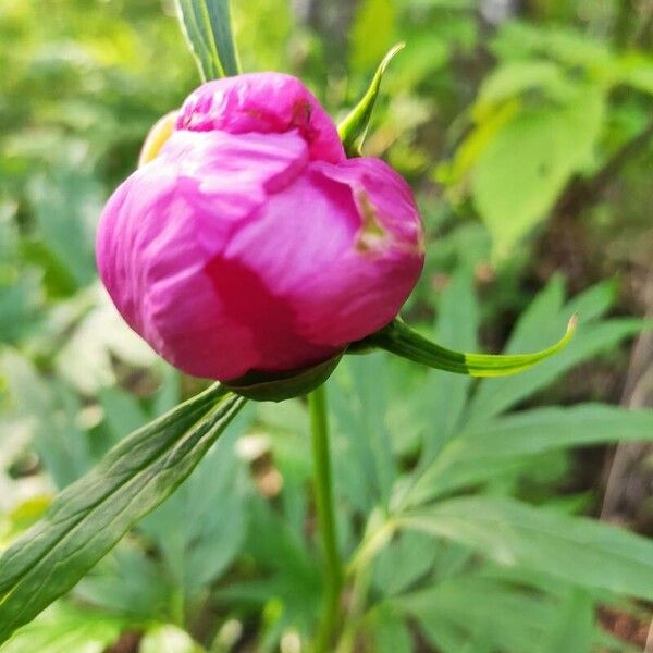 Paeonia anomala (Paeonia anomala)