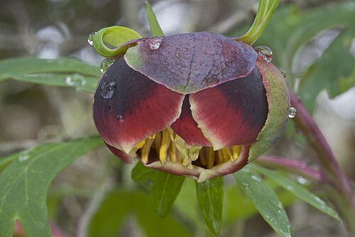 California peony: Paeonia californica California Peony