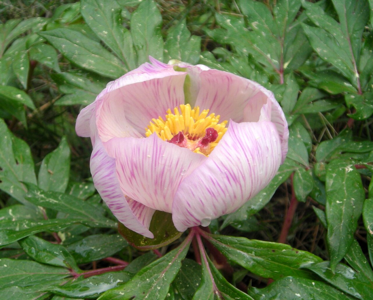 Paeonia clusii: This is a photograph of a Natura 2000 protected area with ID