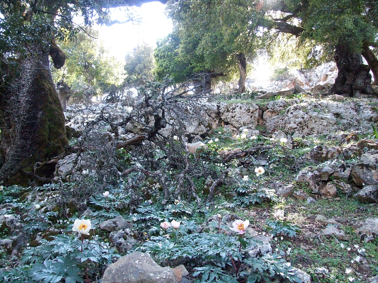 Paeonia clusii: This is a photograph of a Natura 2000 protected area with ID